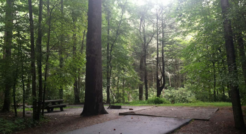 Davidson River Campground