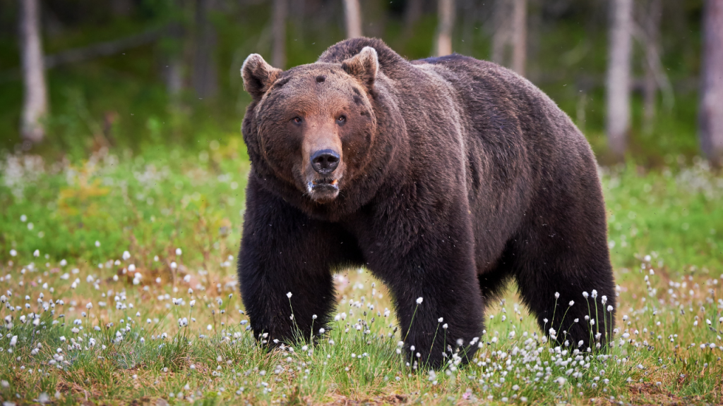 Bear Protection 101: A Comprehensive Guide to Staying Safe While Hiking in Bear&nbsp;Country