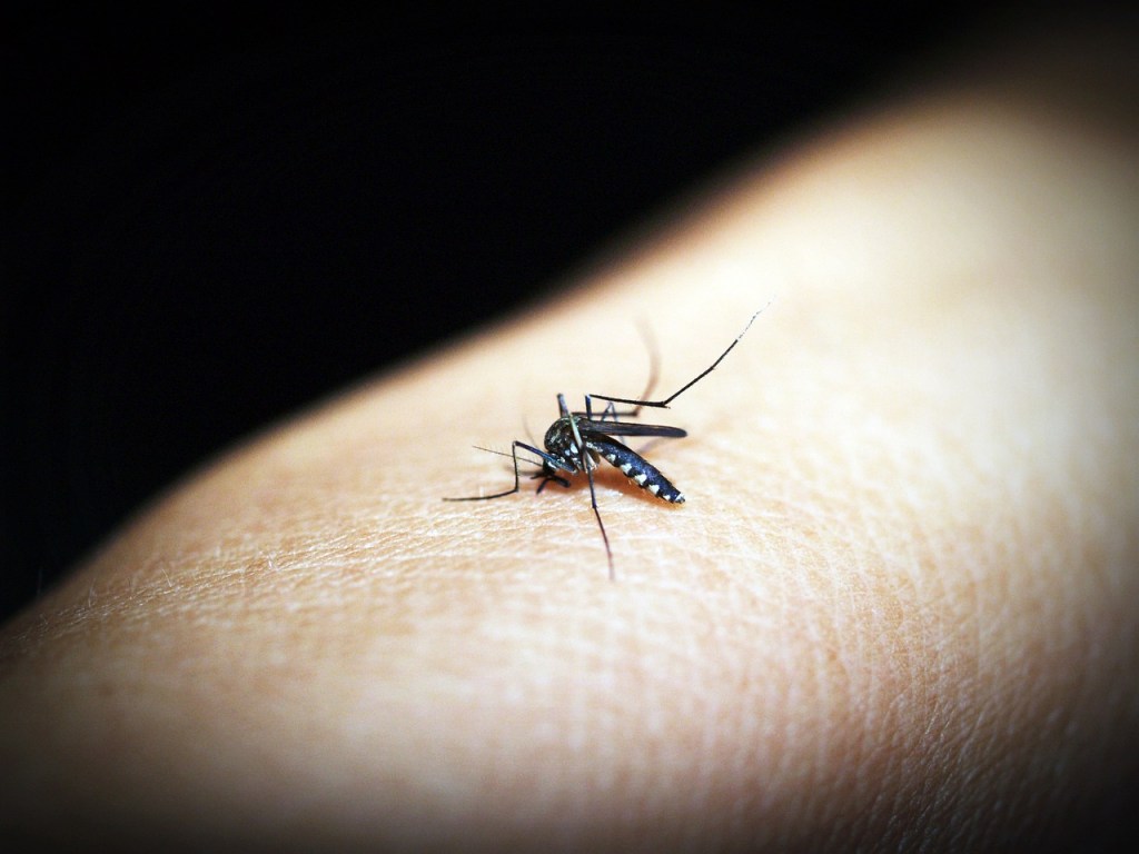 Say Goodbye to Mosquito Bites: Effective Strategies for Insect Control While&nbsp;Camping